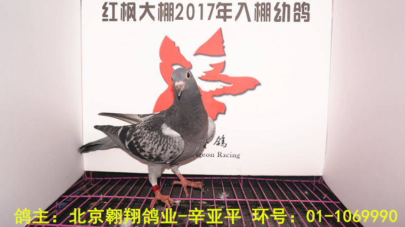 01-1069990 