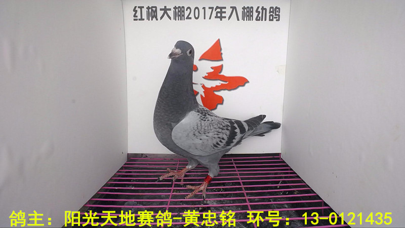 13-0121435 