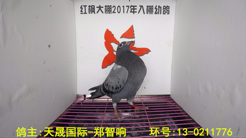 13-0211776 