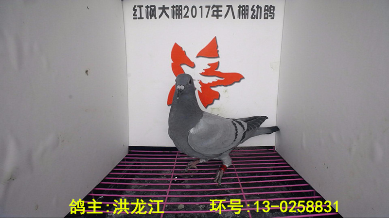 13-0258831 