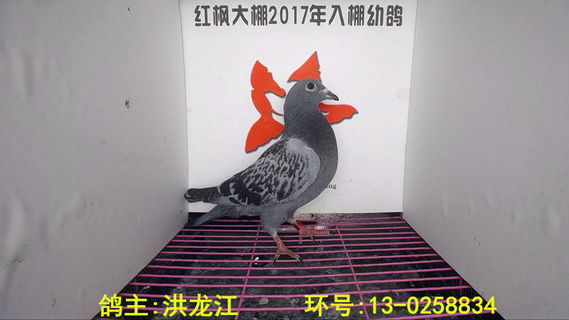 13-0258834 