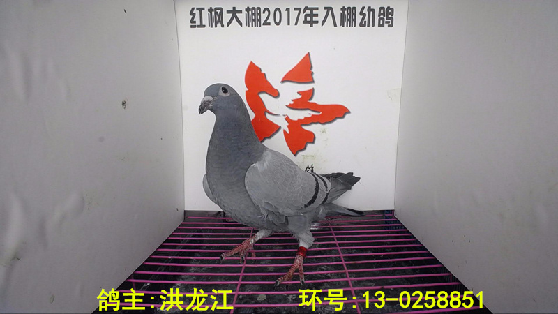 13-0258851 