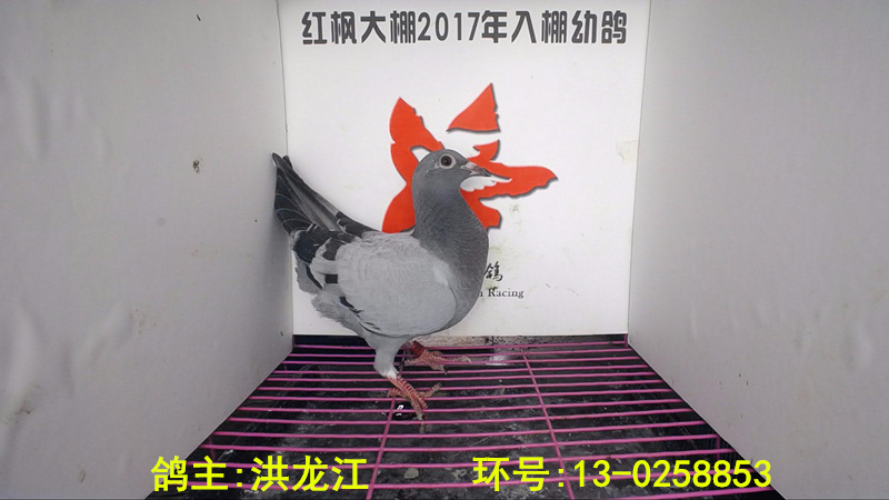 13-0258853 