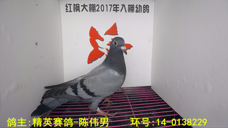 14-0138229 