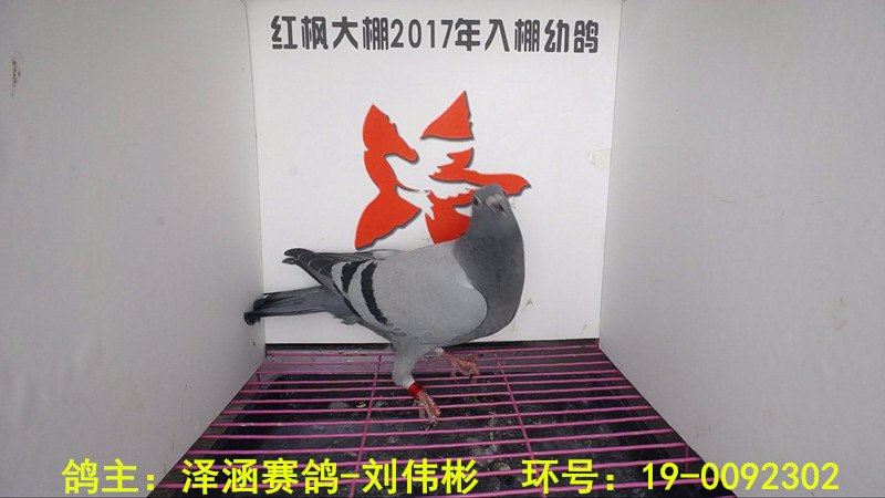 19-0092302 
