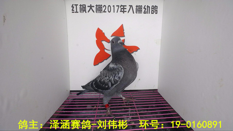 19-0160891 