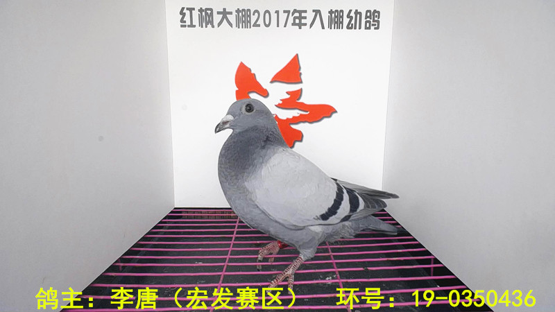 19-0350436 