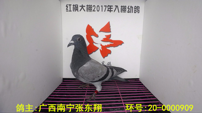 20-0000909 