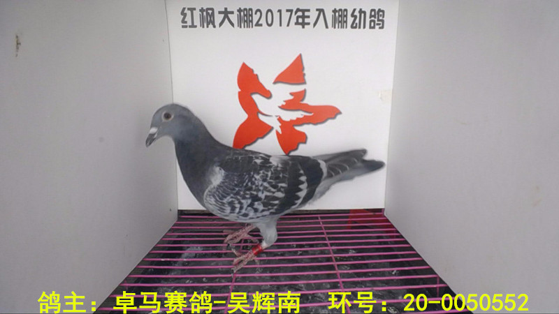 20-0050552 
