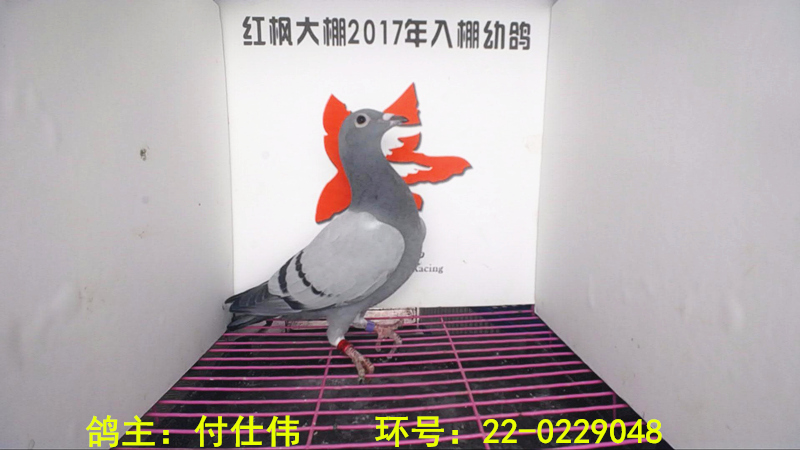 22-0229048 