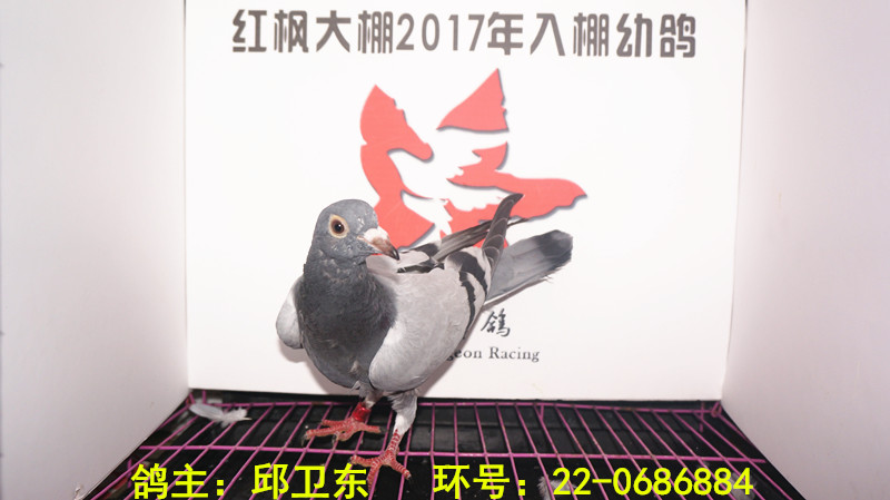 22-0686884 