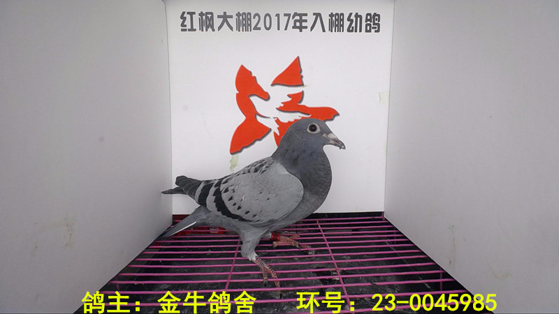 23-0045985 