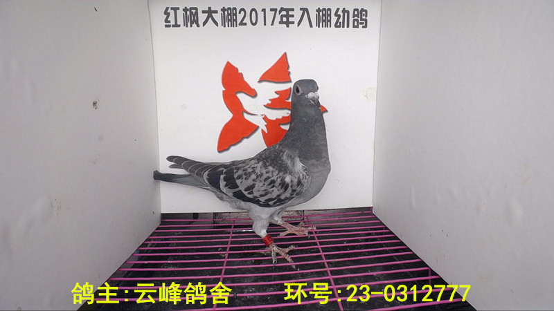 23-0312777 