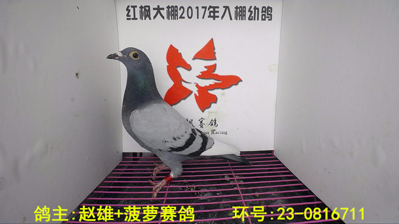 23-0816711 