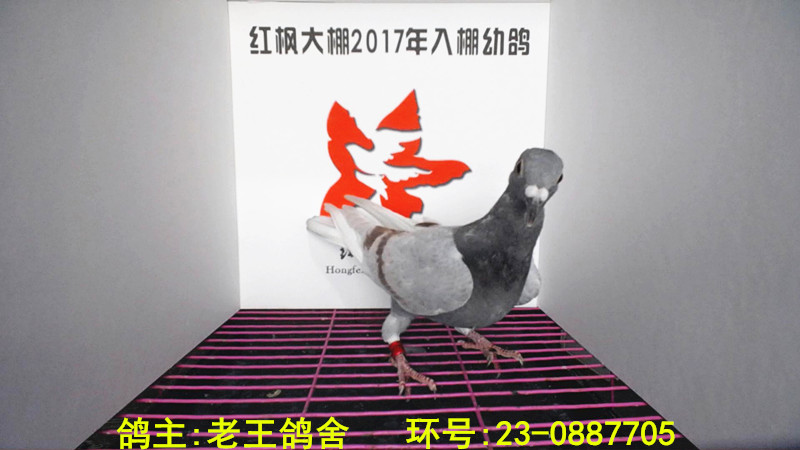 23-0887705 