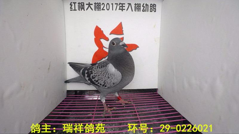 29-0226021 