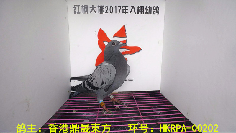 HKRPA-00202 