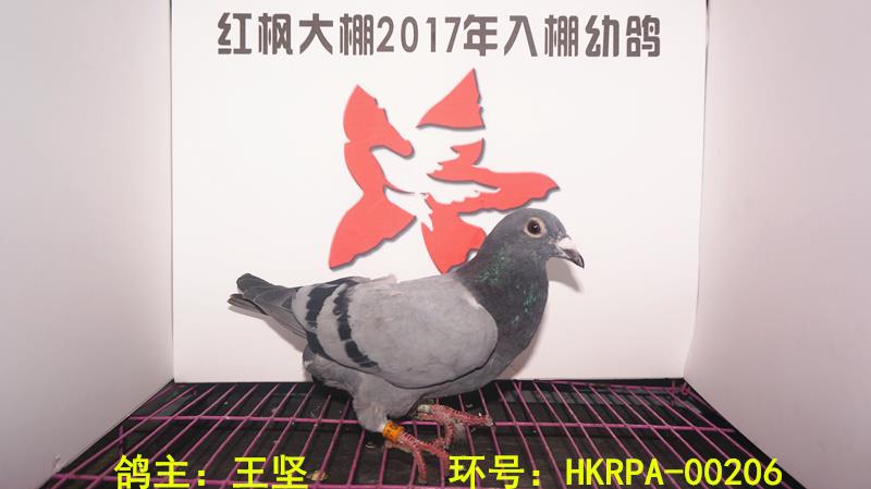 HKRPA-00206 