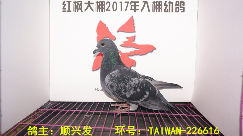 TAIWAN-226616 
