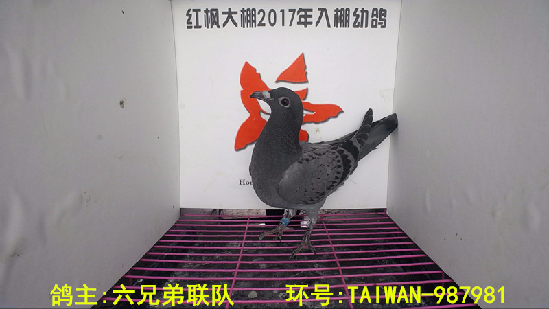 TAIWAN-987981 