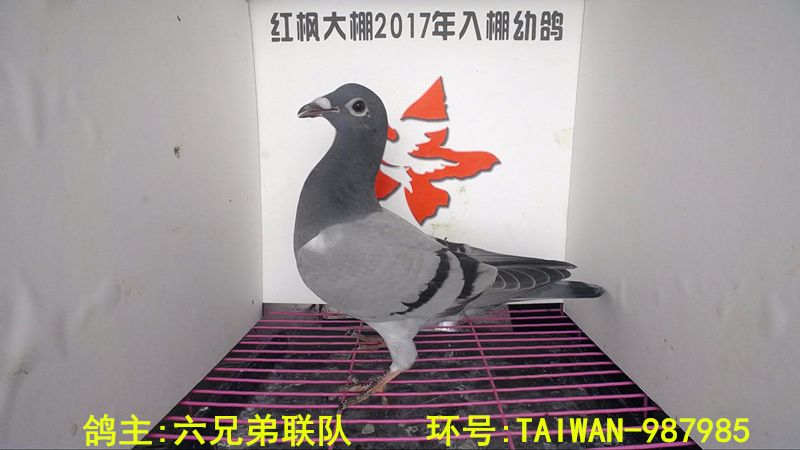 TAIWAN-987985 