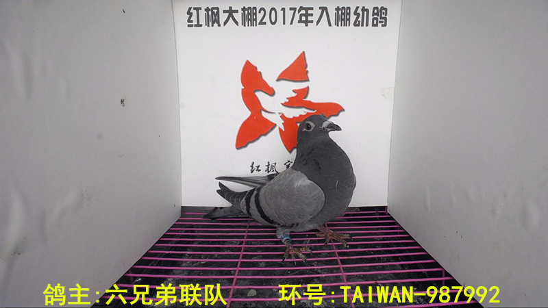TAIWAN-987992 
