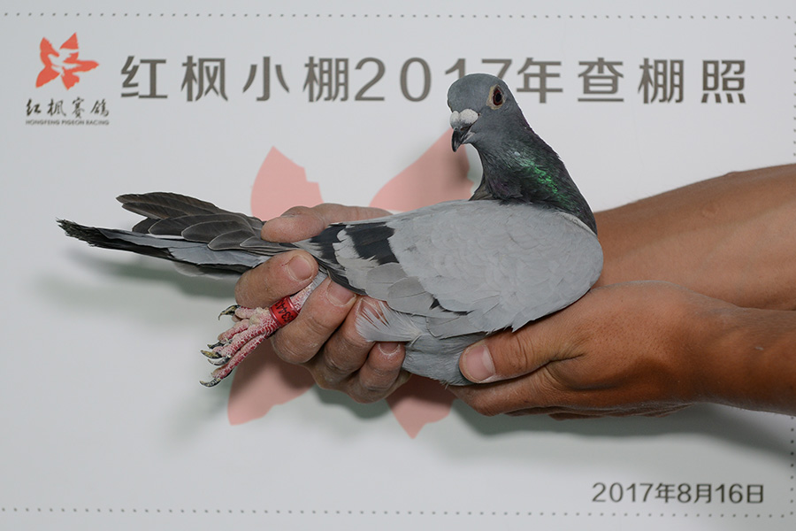 3529 