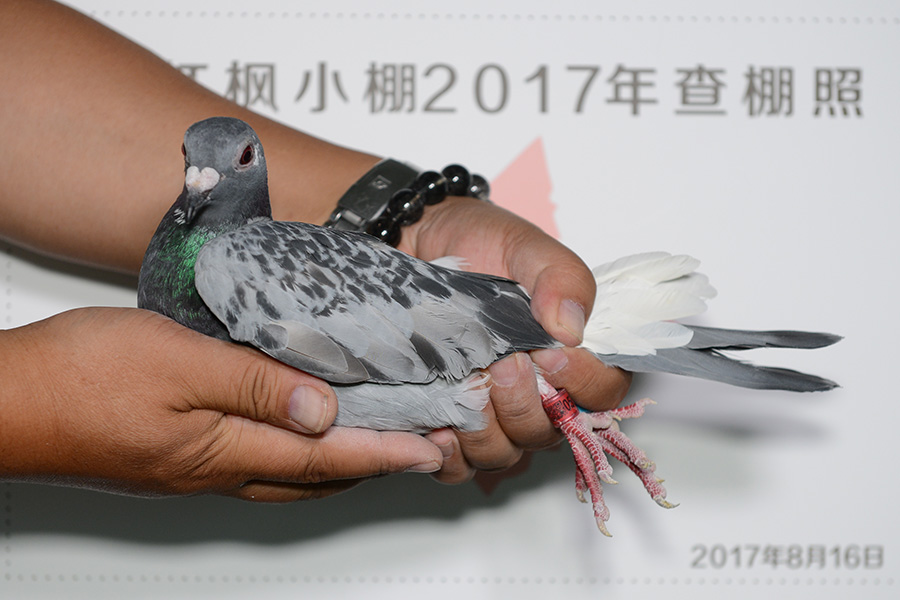 3923 
