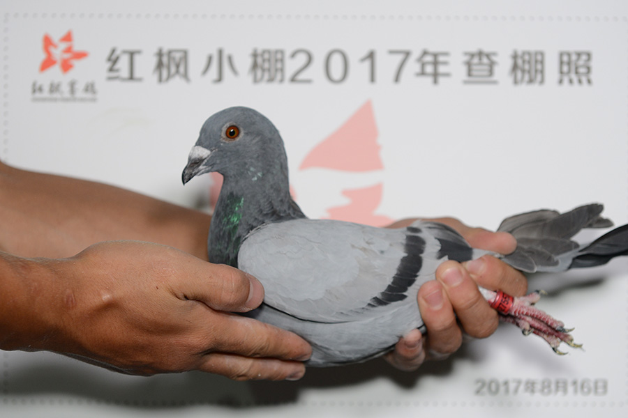4211 