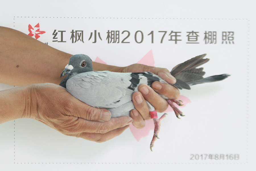5228 