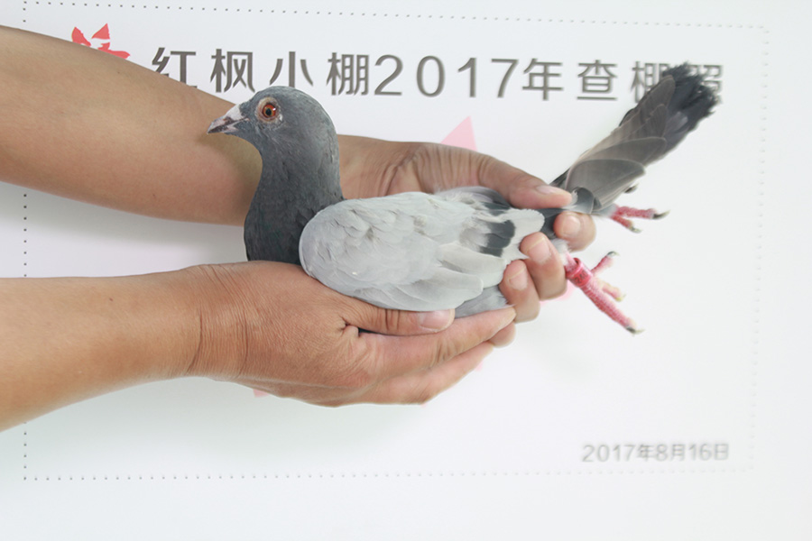 5919 