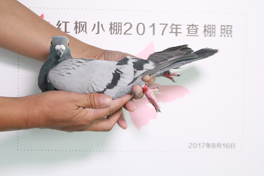 6453 