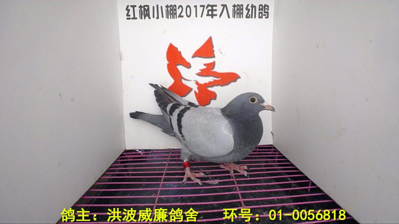 1805 