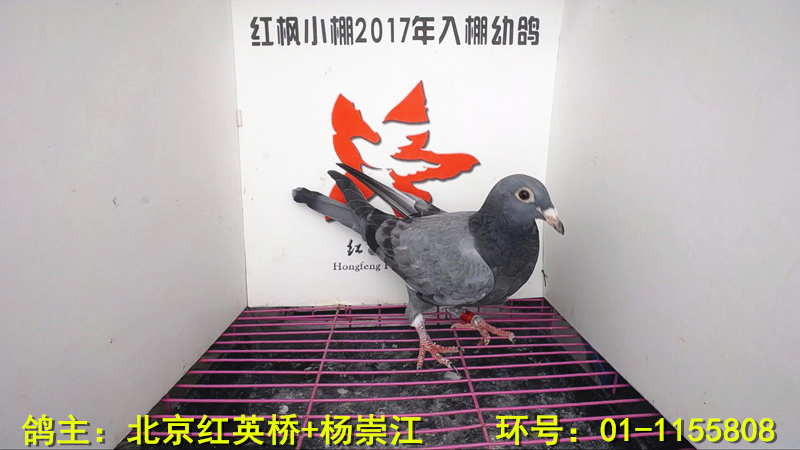 2460 
