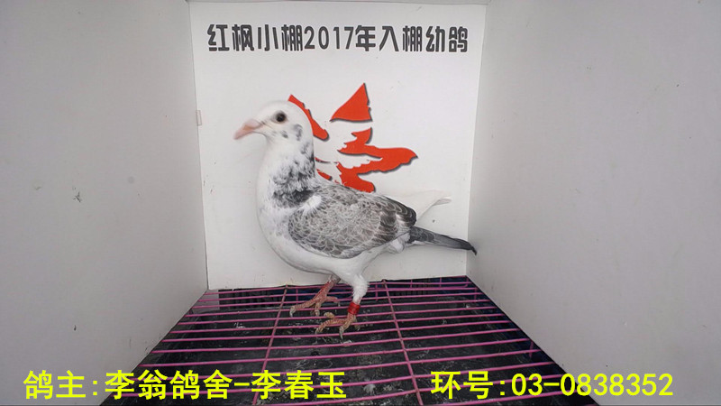 6460 