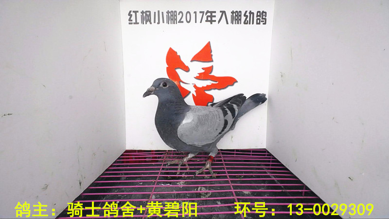 419 