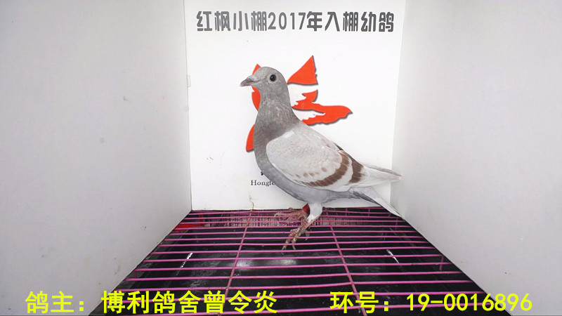 6847 