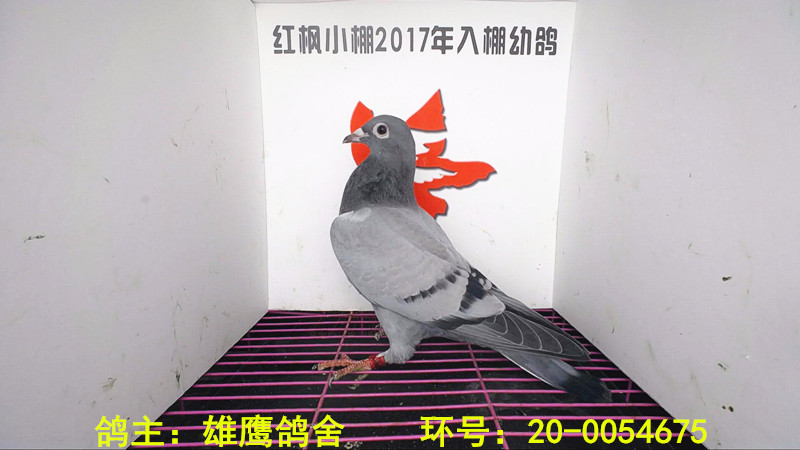 4334 