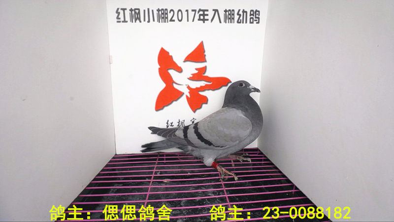 4384 
