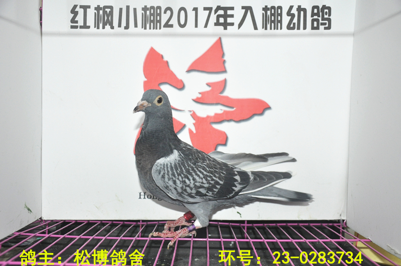 1706 