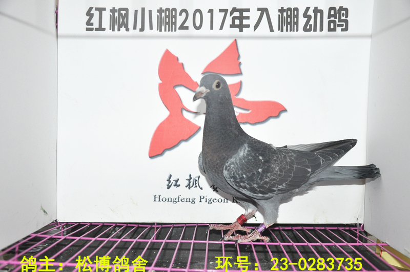 6909 