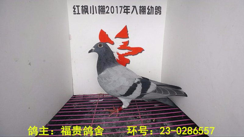 2871 