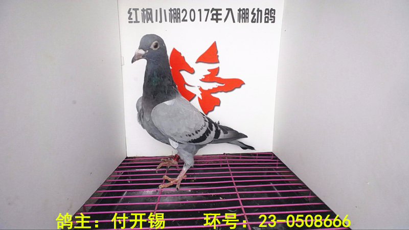 6604 