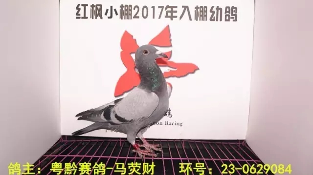 7005 