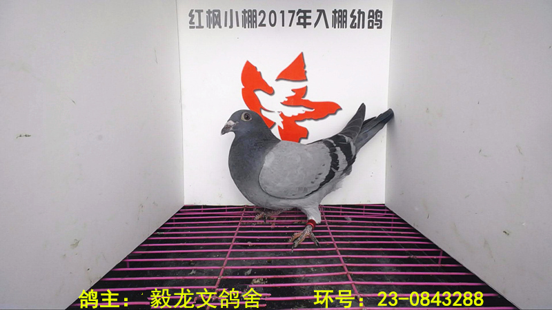 6582 