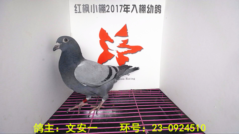 4445 