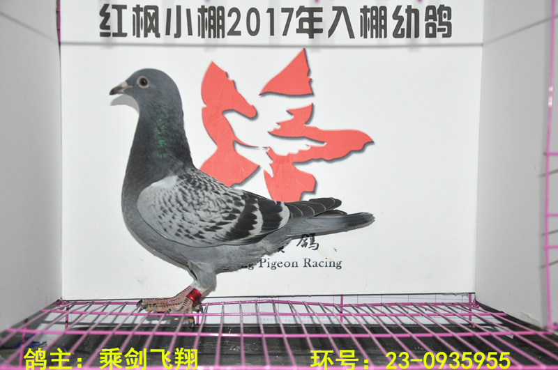 6147 