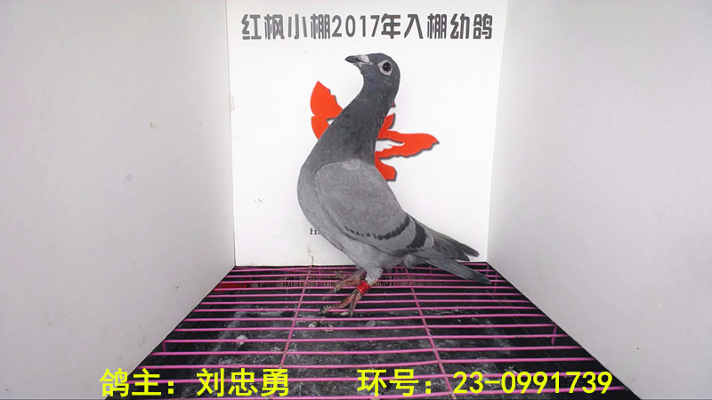 4194 