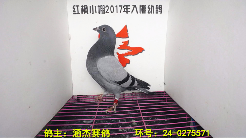 4211 