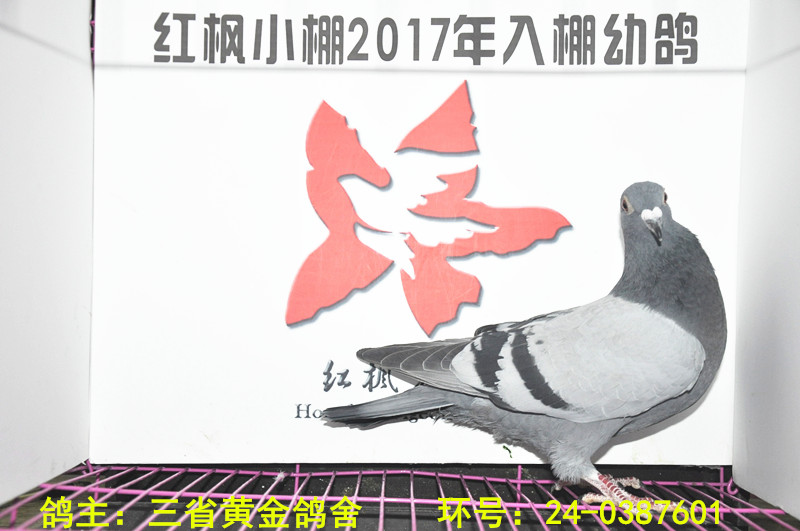 1243 